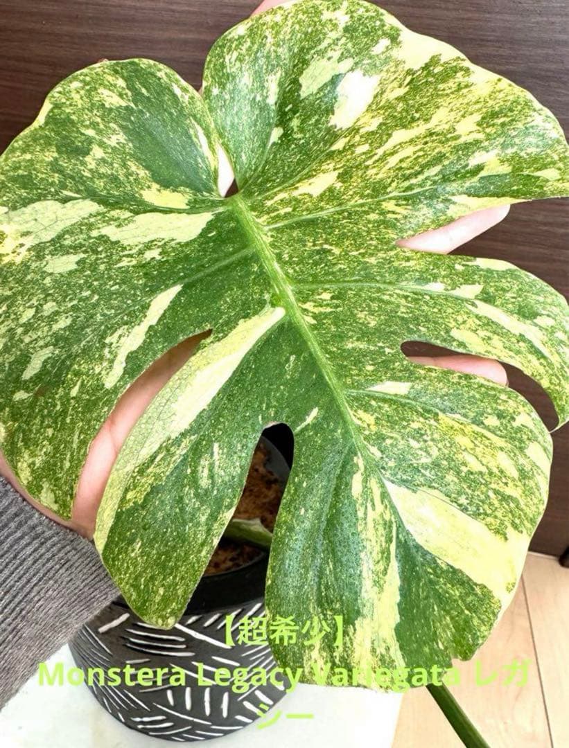 超希少】Monstera Legacy Variegata レガシー 発根済み - メルカリ