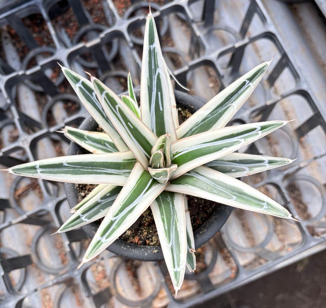 アガベ　氷山　鉢ごと　子株付き