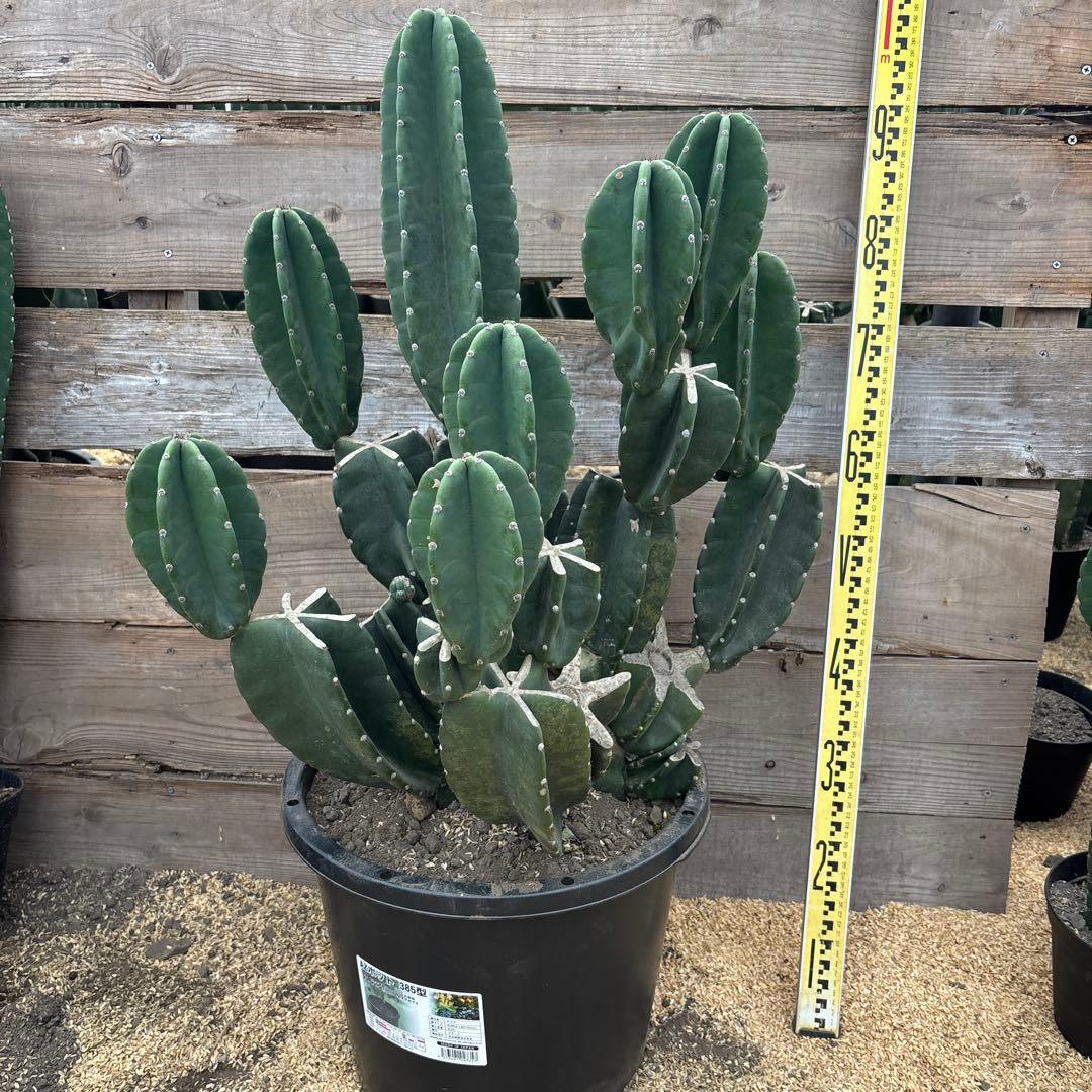 売り切越冬済 柱サボテン 鬼面角 発根 ドライガーデン ココスヤシ