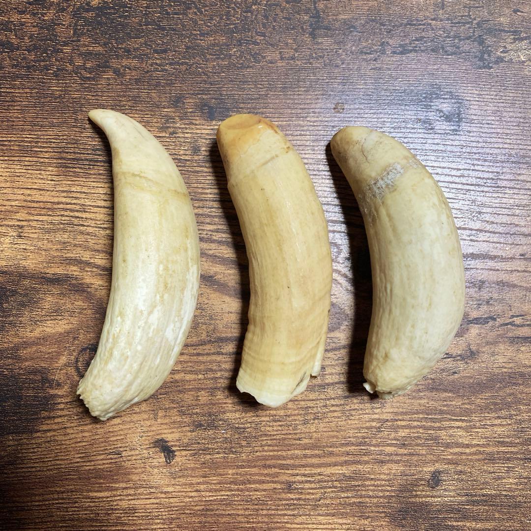 【希少・当時物】マッコウクジラの歯 3本セット（合計 約399g）鯨歯 Yahoo!オークション -「クジラ 歯」の落札相場・落札価格