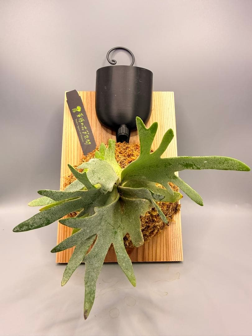 ビカクシダ willinckii Golden Boy sporeling 金童 - メルカリ