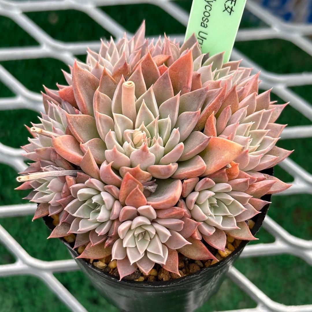 銀天女xカリコサ 実生苗 - メルカリ