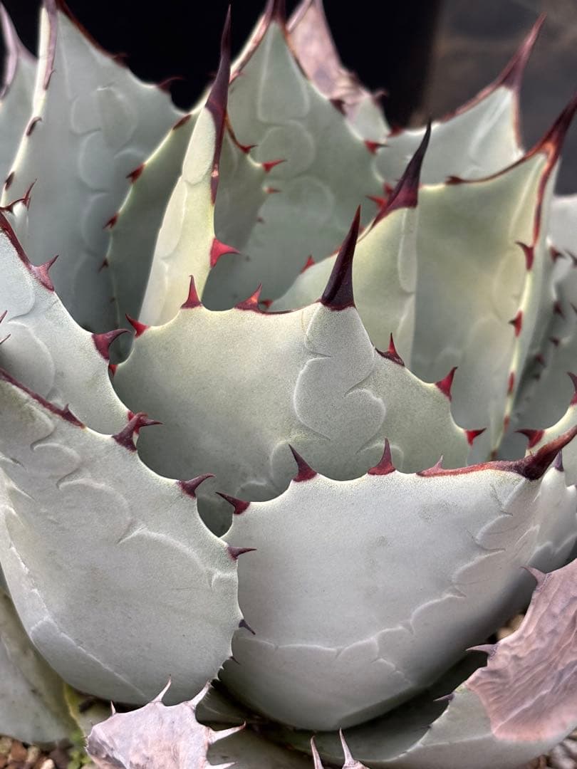 アガベ　パリーハイブリッド　検索　リップルエフェクト　オリザバ