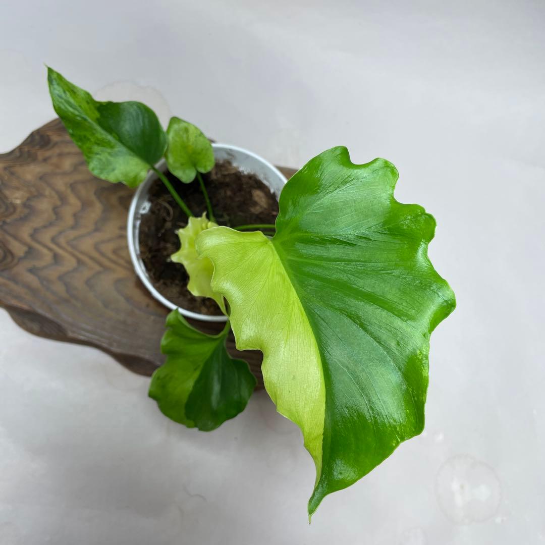 Q60 フィロデンドロン・セローム・斑入り 希少品種 観葉植物 - メルカリ