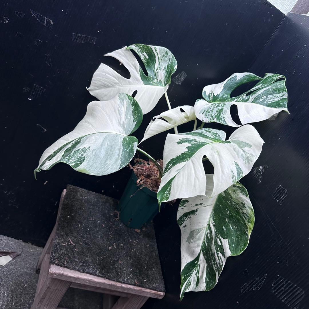 斑入りモンステラ ホワイトタイガー極美大株50cm白斑多 - メルカリ