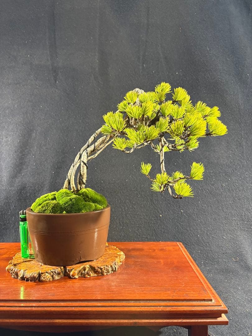 貴風盆栽、赤石五葉松、根上り、懸崖作り 目立った傷や汚れ無し - メルカリ