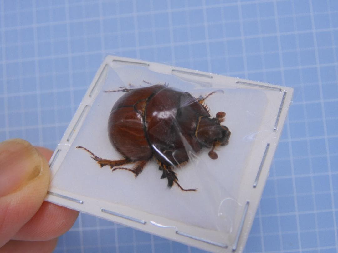 KANA様専用標本各種 カブトムシ、クワガタムシ