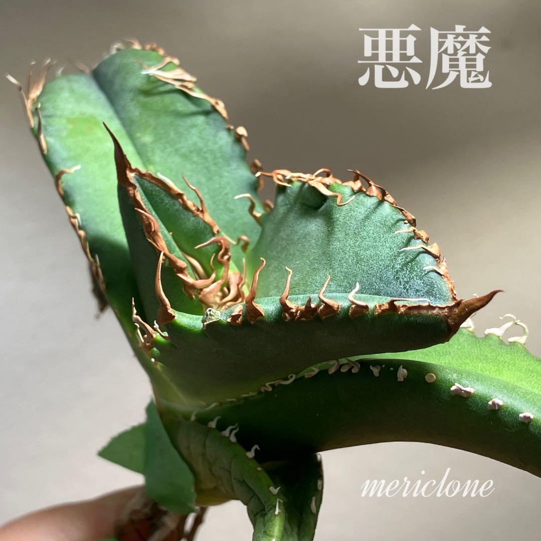 N*u様 【オークション】匿名配送　特大　アガべ　悪魔　TC 上澳園芸　悪魔くん