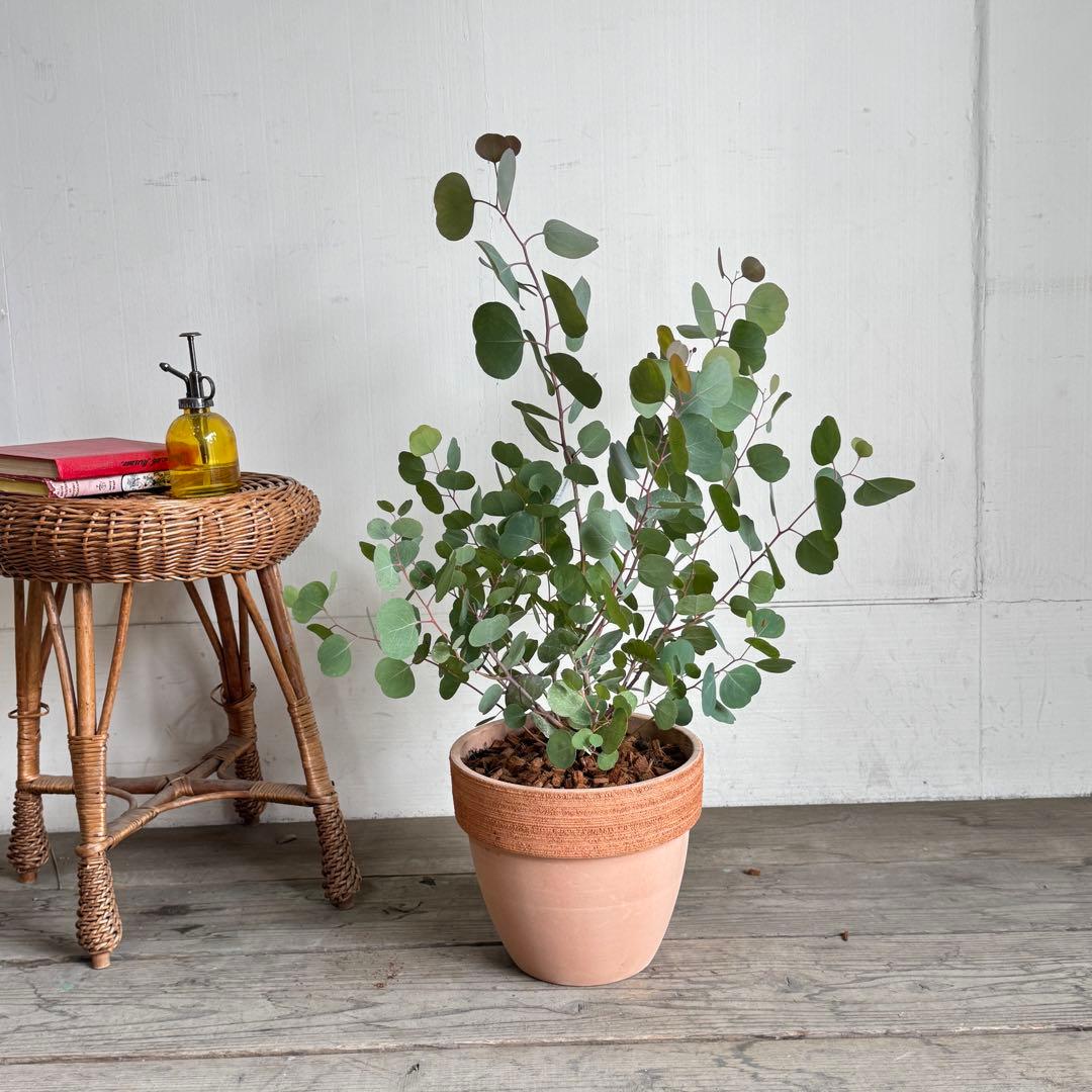 ユーカリ イタリア製テラコッタ鉢植え　ポポラス　シルバーリーフ 可愛い♪ユーカリ ポポラス テラコッタ鉢植え 苗 シンボルツリーに