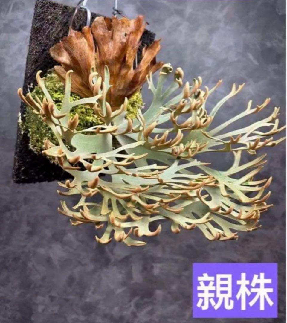 P.Willinckii 'OMG' spore - メルカリ