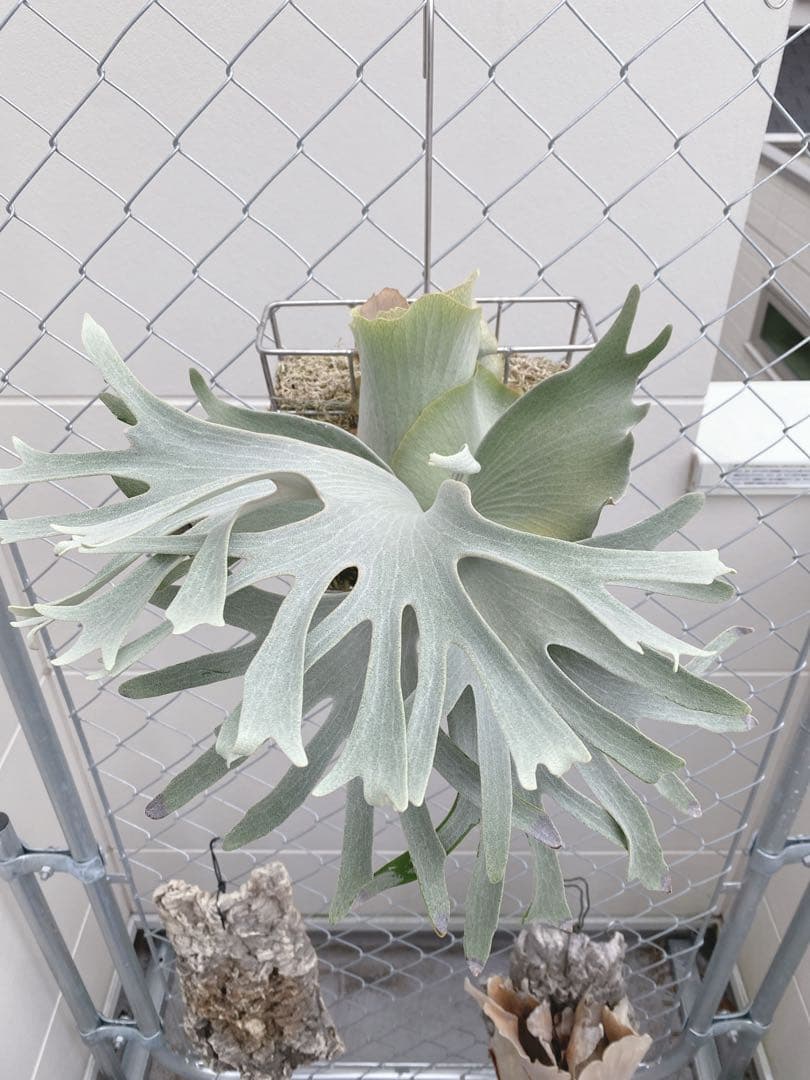 ビカクシダ　ホワイトギズモ　White gizmo