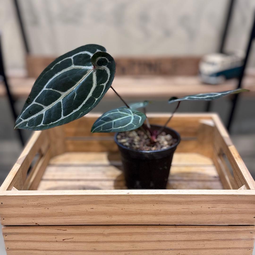 g*o様 28 アンスリウム　‘ミシェル’ F2 レッドクリスタリナム g*o様 28 アンスリウム 'ミシェル' F2 レッドクリスタリナム - メルカリ