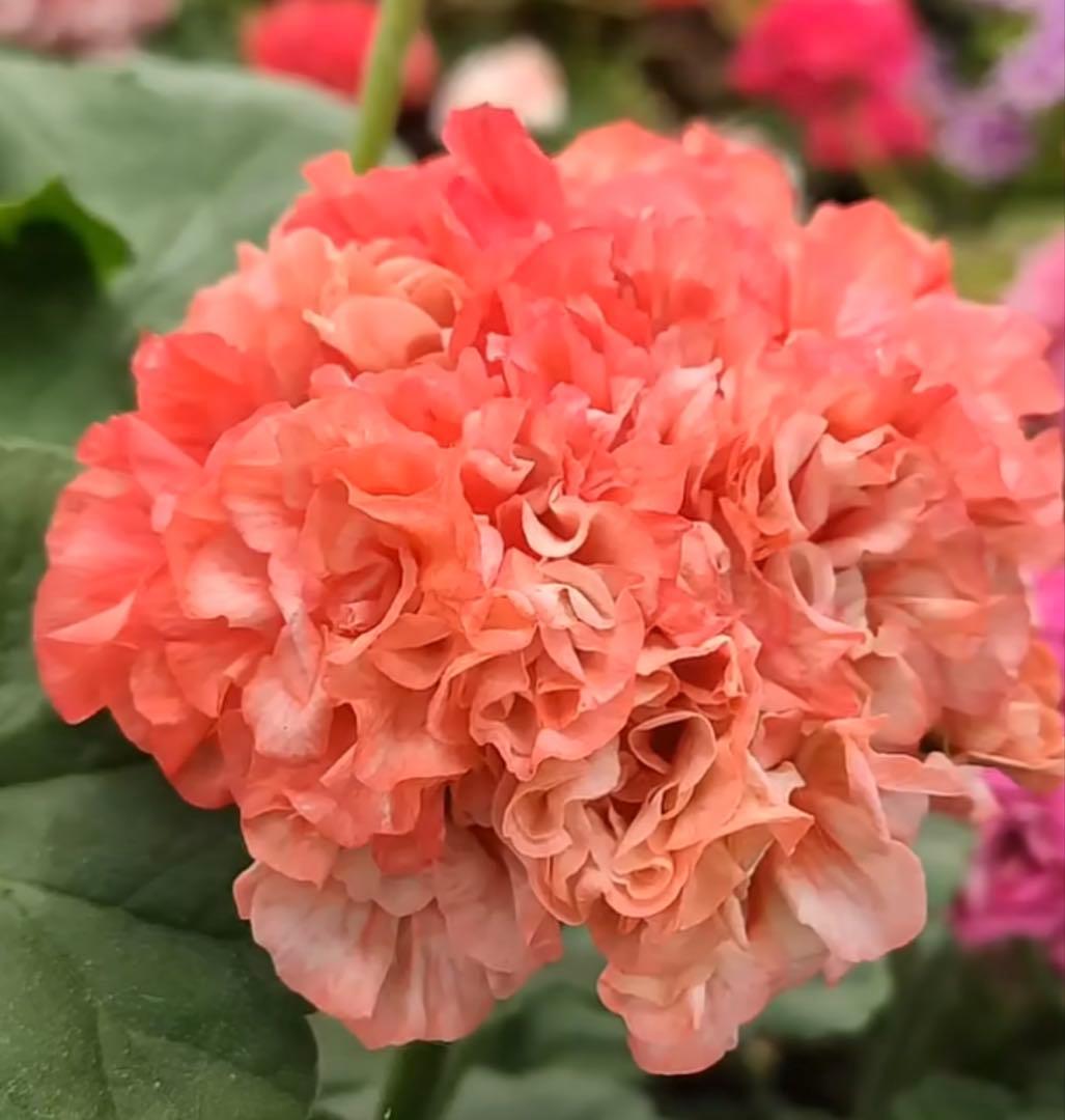 専用リンク　超レア品種ゼラニウム苗　オレンジシュシュ咲きゼラニウム