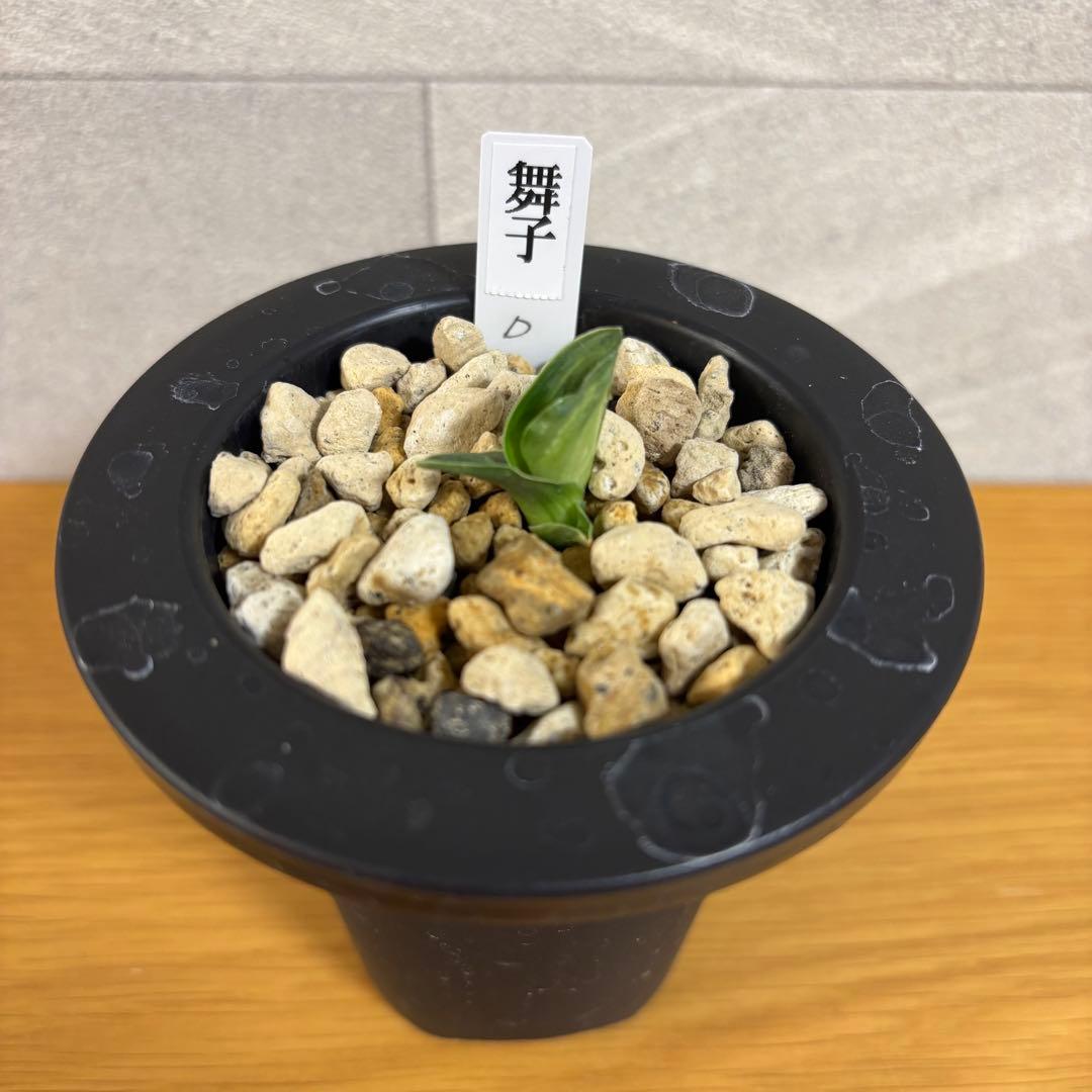 万年青　舞子　芋吹き　羅紗系　金文字