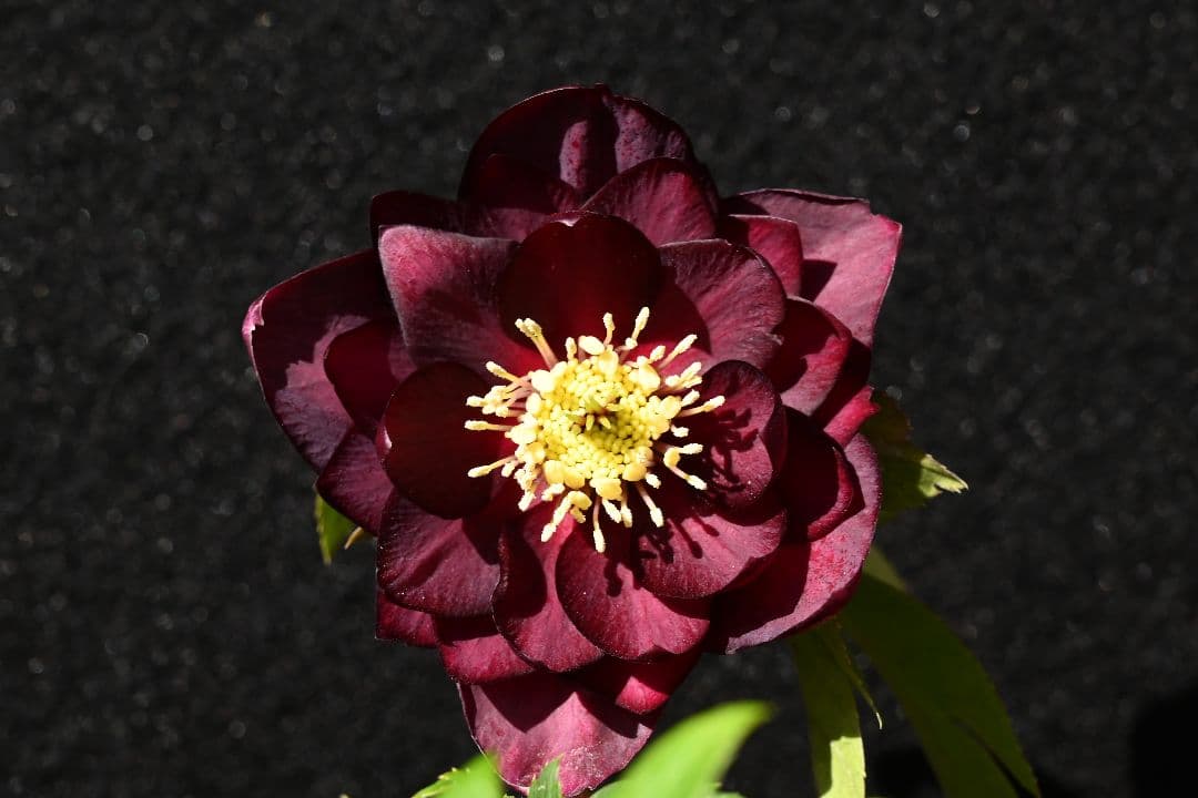 クリスマスローズ　認定グロッシーカラー　加藤農園 園芸ネット本店｜加藤農園さんのクリスマスローズ：26-10グロッシー