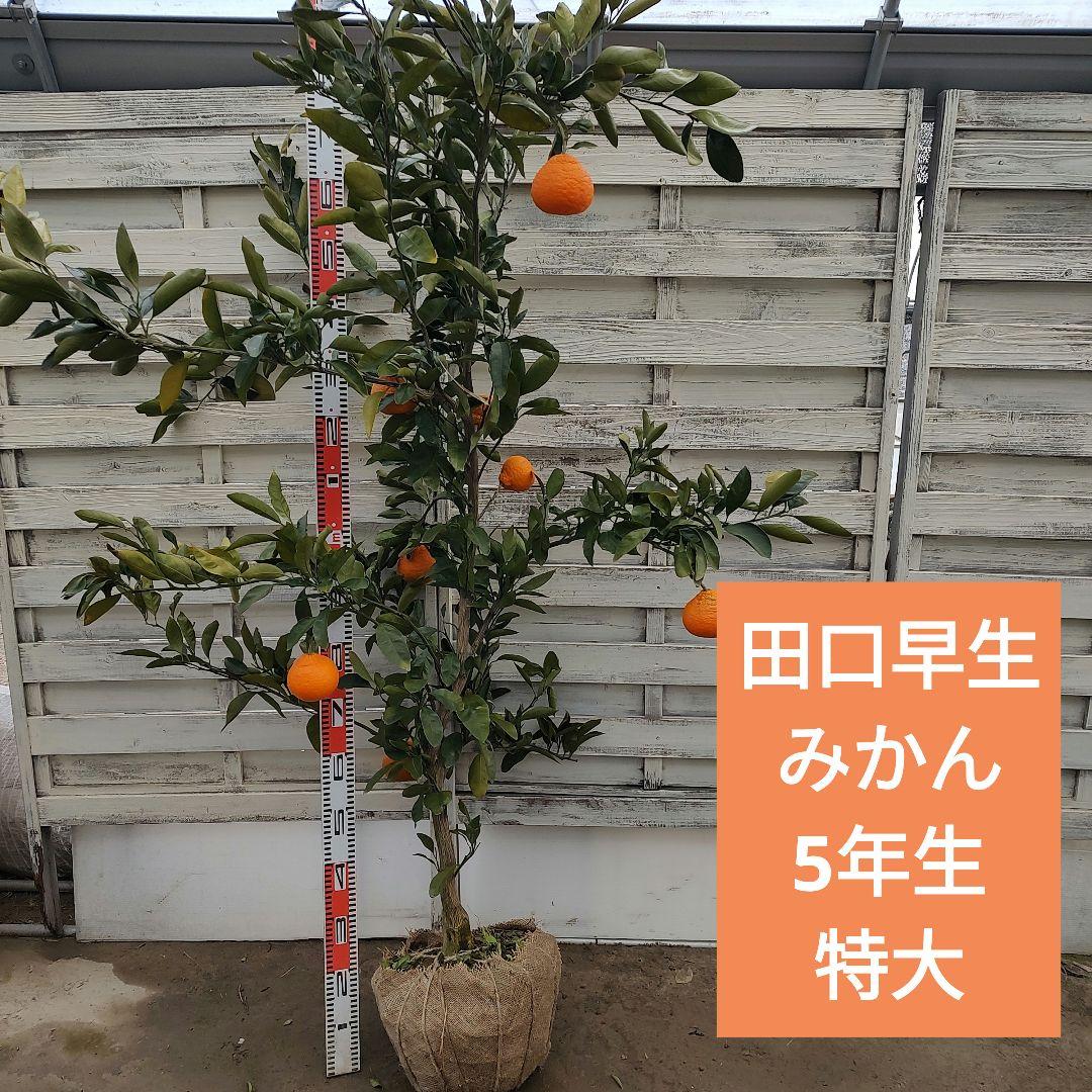 田口早生みかん 5年生 大苗