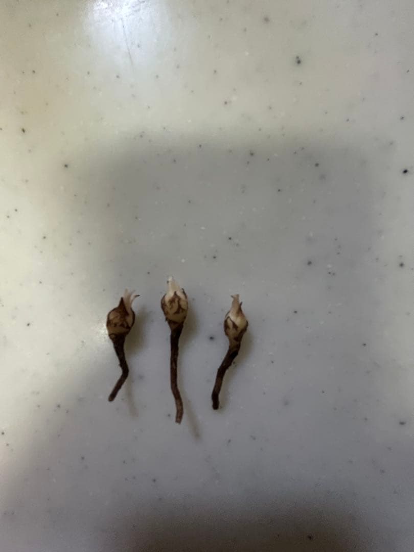 アロカシア マハラニアルボ小芋3個