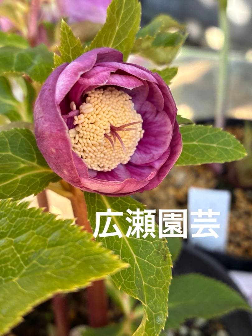 ♡広瀬園芸♡美少女ピンク白抜け　ソレイユ系 ♡広瀬園芸♡美少女ピンク白抜け ソレイユ系