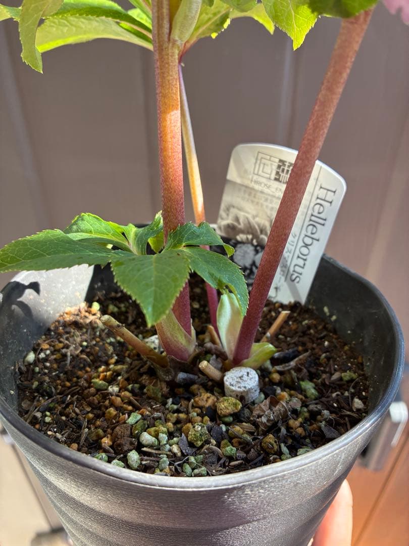 ♡広瀬園芸♡美少女ピンク白抜け ソレイユ系