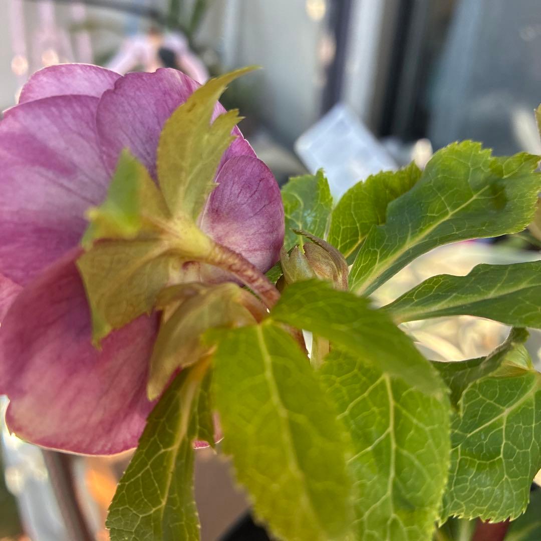 ♡広瀬園芸♡美少女ピンク白抜け ソレイユ系