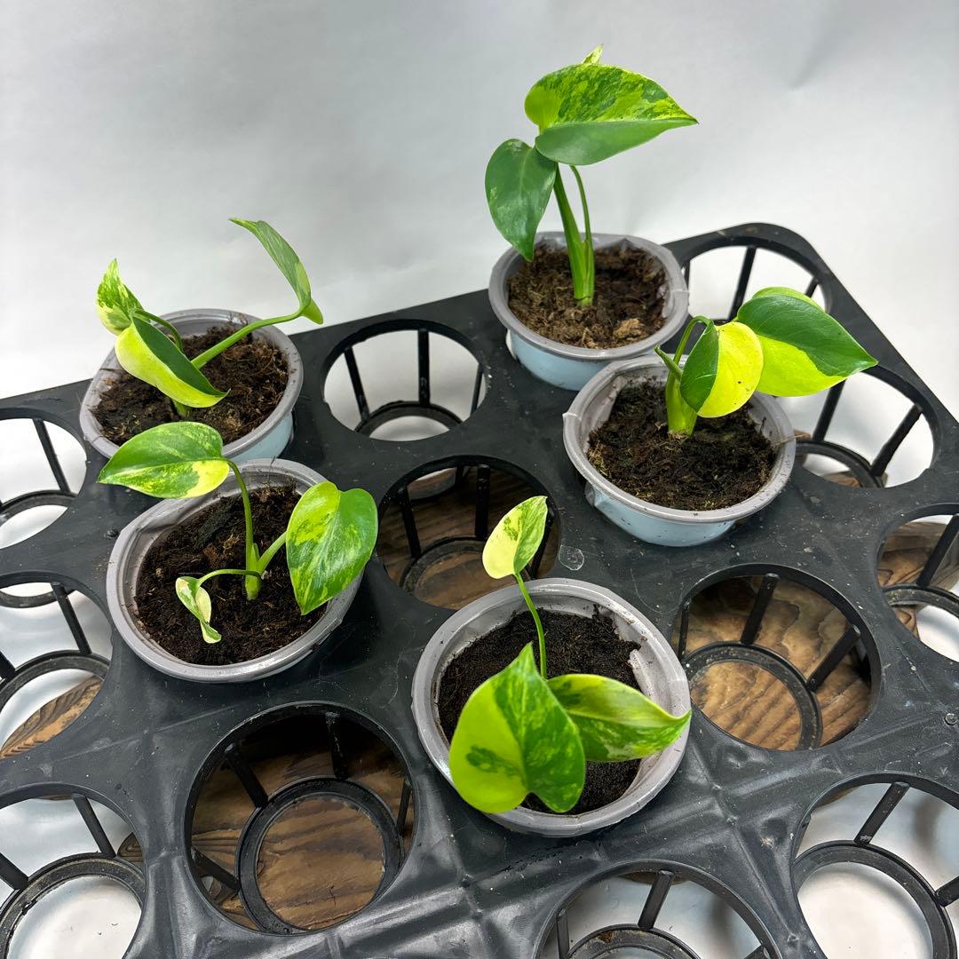 ち*か様 5株セットms76モンステラデリシオーサ イエローマリリン モンステラ・デリシオーサ 'イエローマリリン' – RARE PLANTS JAPAN