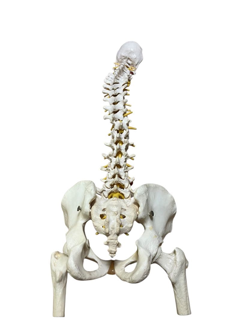 ドイツ製　等身大脊柱模型　脊柱可動型モデル　『3Ｂ　Scientific 』