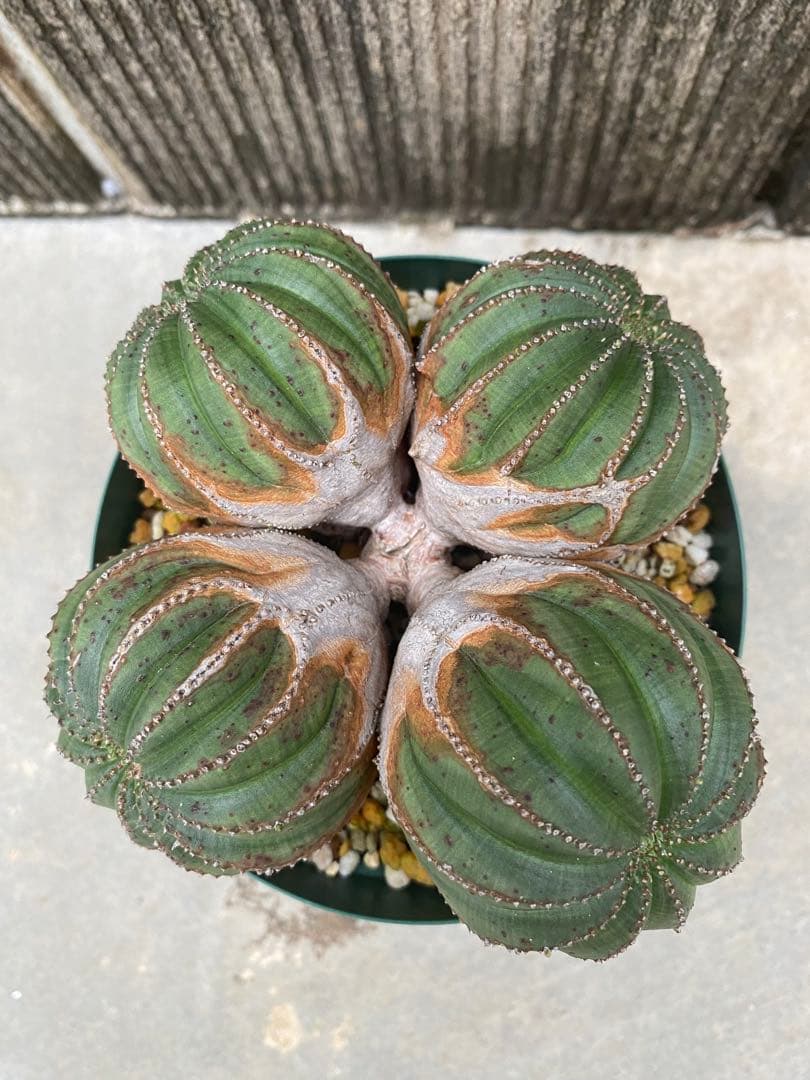 オベサ　厳選　コレクション株　4頭　白質　木質化