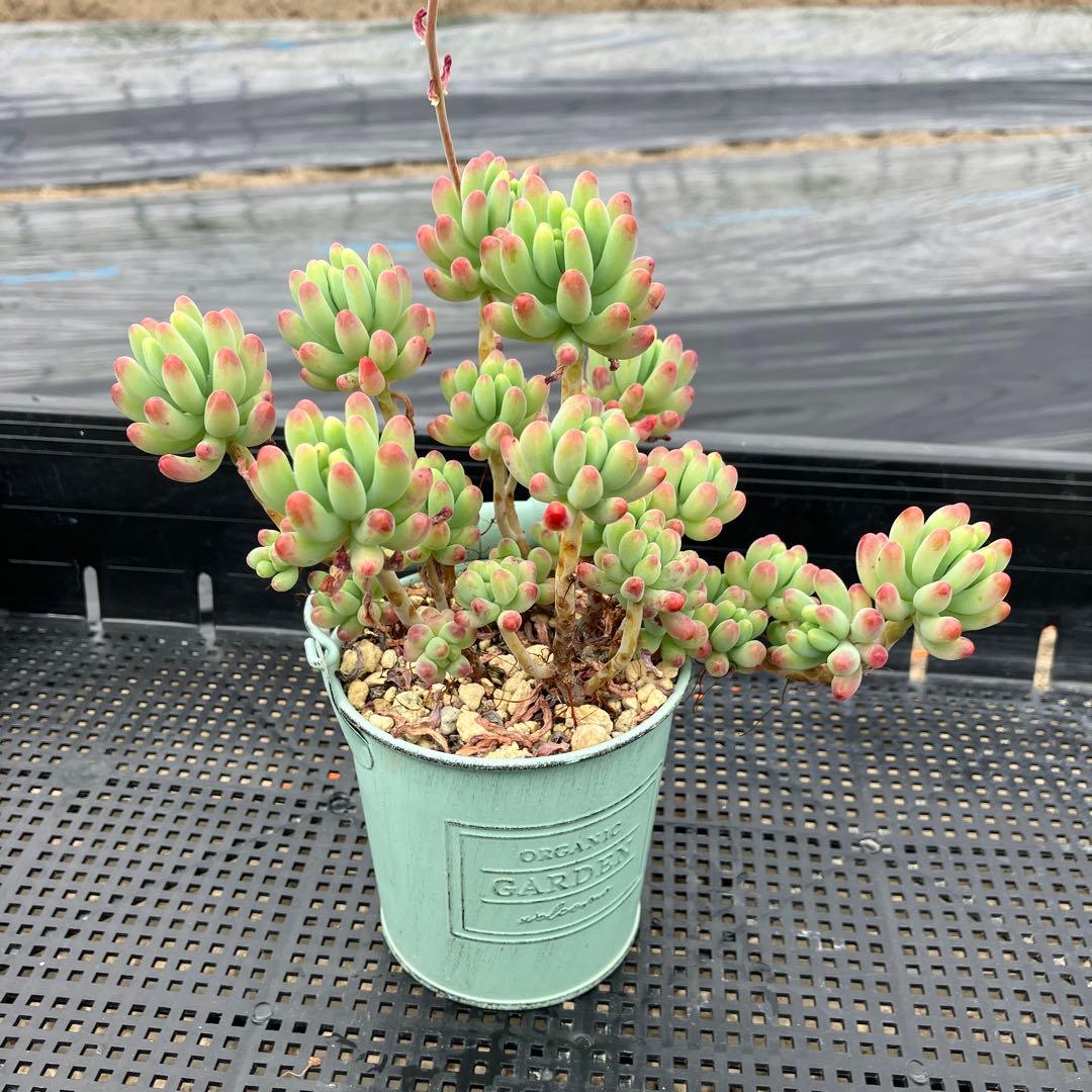 多肉植物 乙女心 抜き苗 - メルカリ