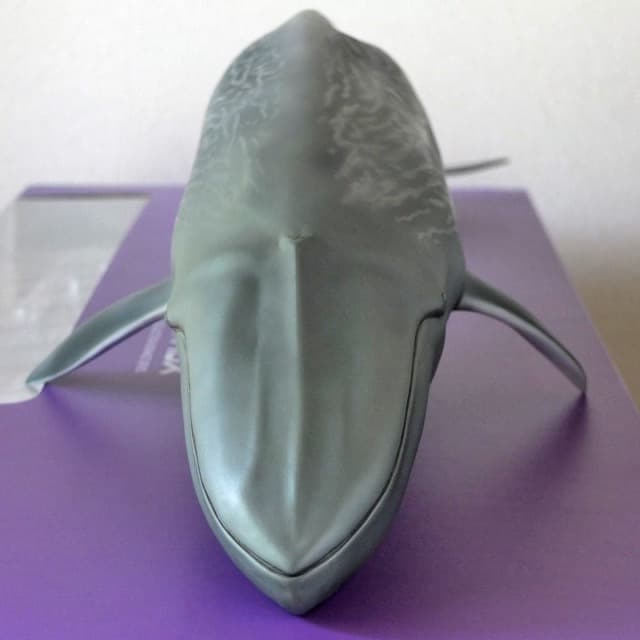 海洋堂]メガソフビアドバンス MSA-004 シロナガスクジラ☆全長70cm