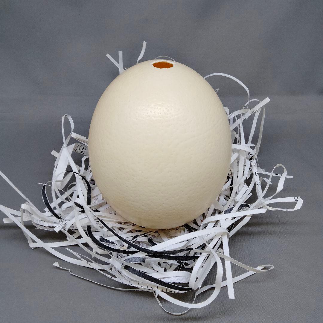 エッグアート用 ダチョウの卵？ 卵の殻 - メルカリ