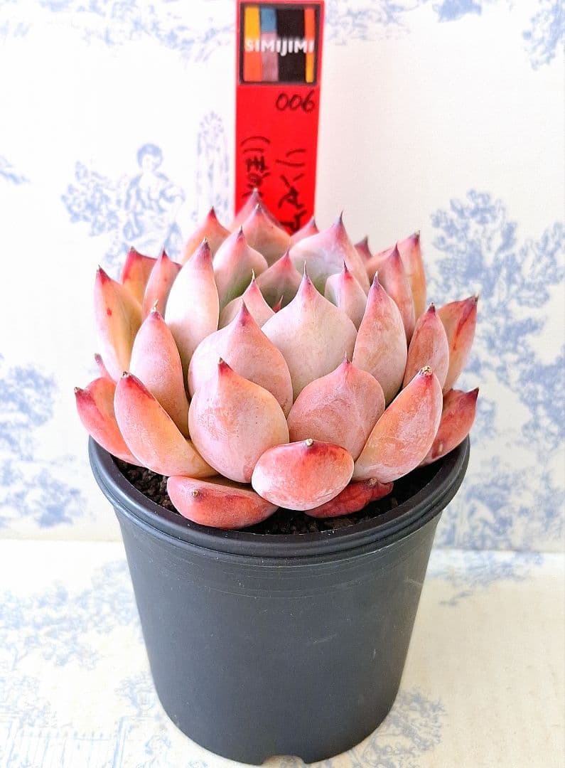 simijimiさん苗リンゼアナ×(ぼのぼの×二瓶)札付きポットごとメルカリ便