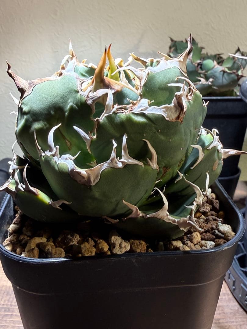 アガベチタノタ白鯨 鉢ごと発送 - メルカリ