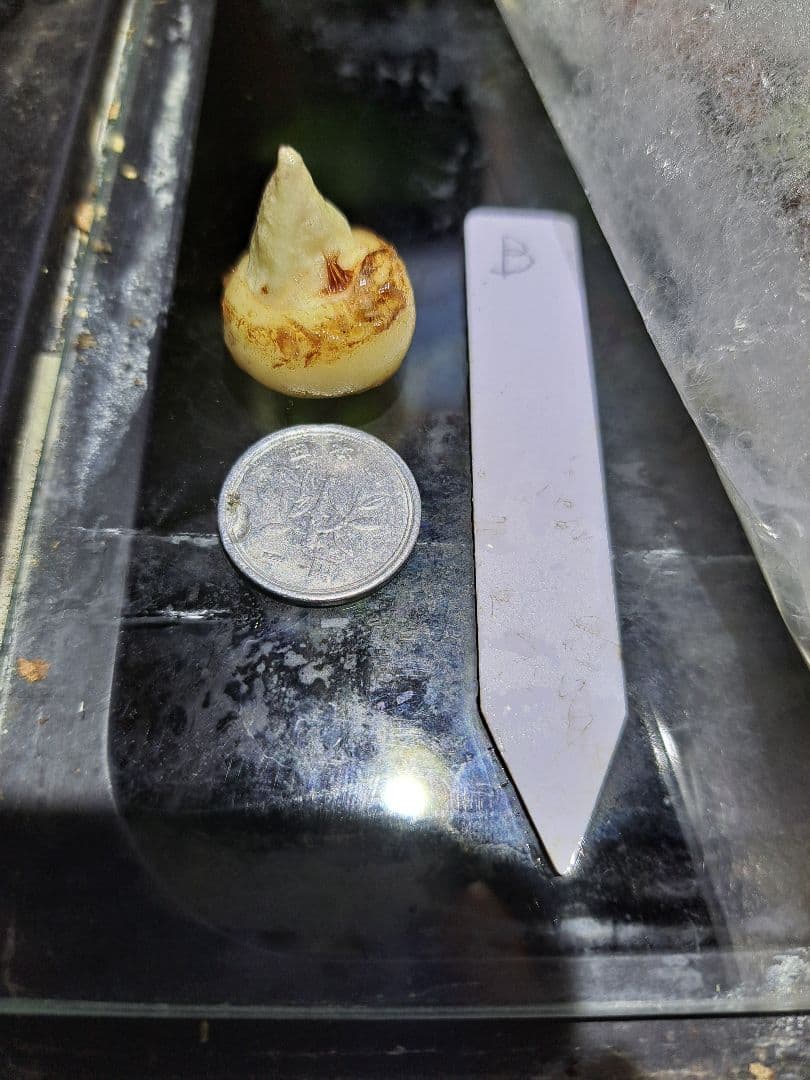 ト*畑様 山野草　カンアオイ　ホロテンナンショウ　模様葉　開花見込み　休眠中