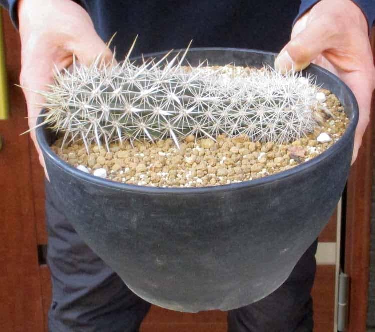 【現品】サボテン・入鹿　いるか（ステノケレウス・エルカ）「這う悪魔」9号　TB番