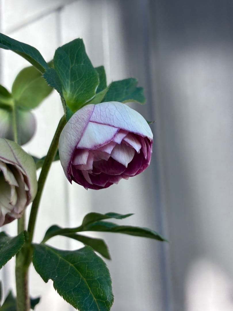 ♡認定♡毬姫 コロコロ咲き