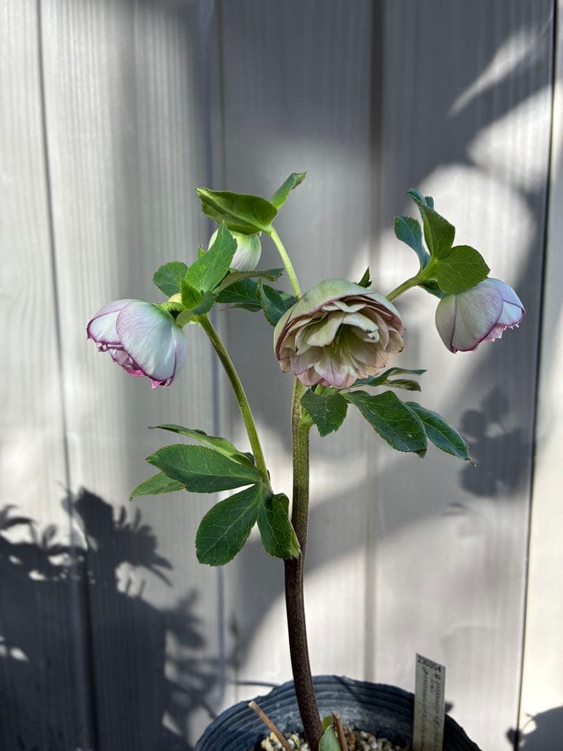 ♡認定♡毬姫 コロコロ咲き