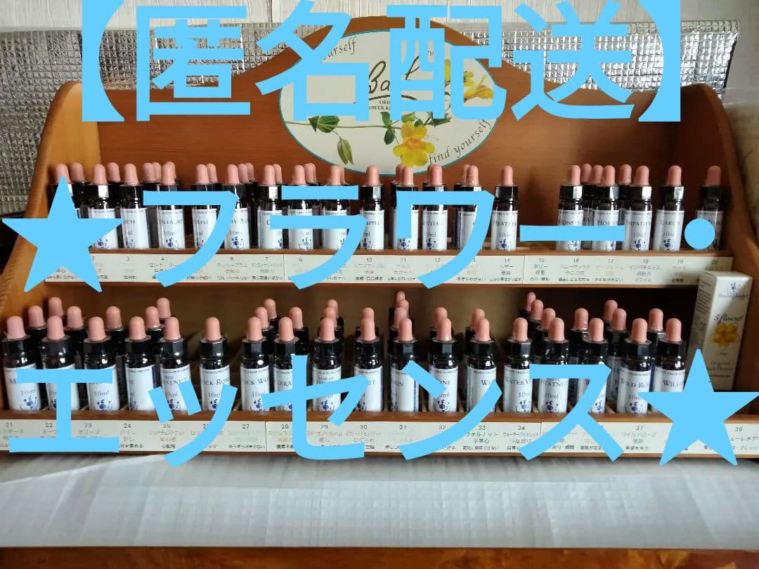 ことり様■ ビーチ ミムラス マスタード スターオブベツレヘム ワイルドオート