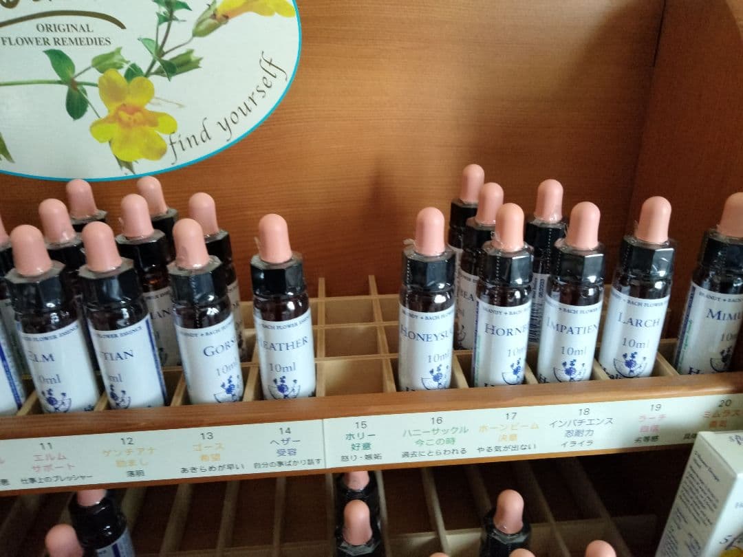 ことり様■ ビーチ ミムラス マスタード スターオブベツレヘム ワイルドオート