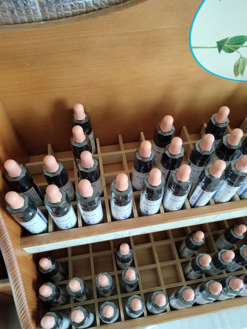 ことり様■ ビーチ ミムラス マスタード スターオブベツレヘム ワイルドオート