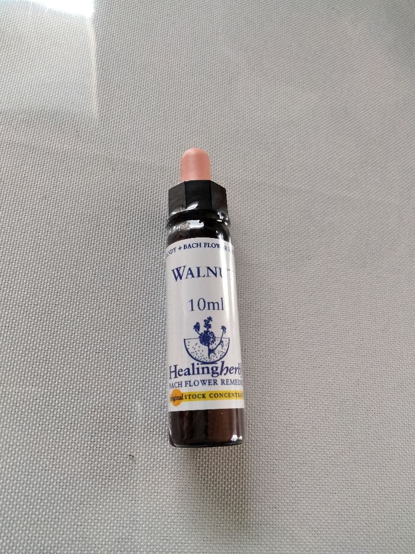 ことり様■ ビーチ ミムラス マスタード スターオブベツレヘム ワイルドオート