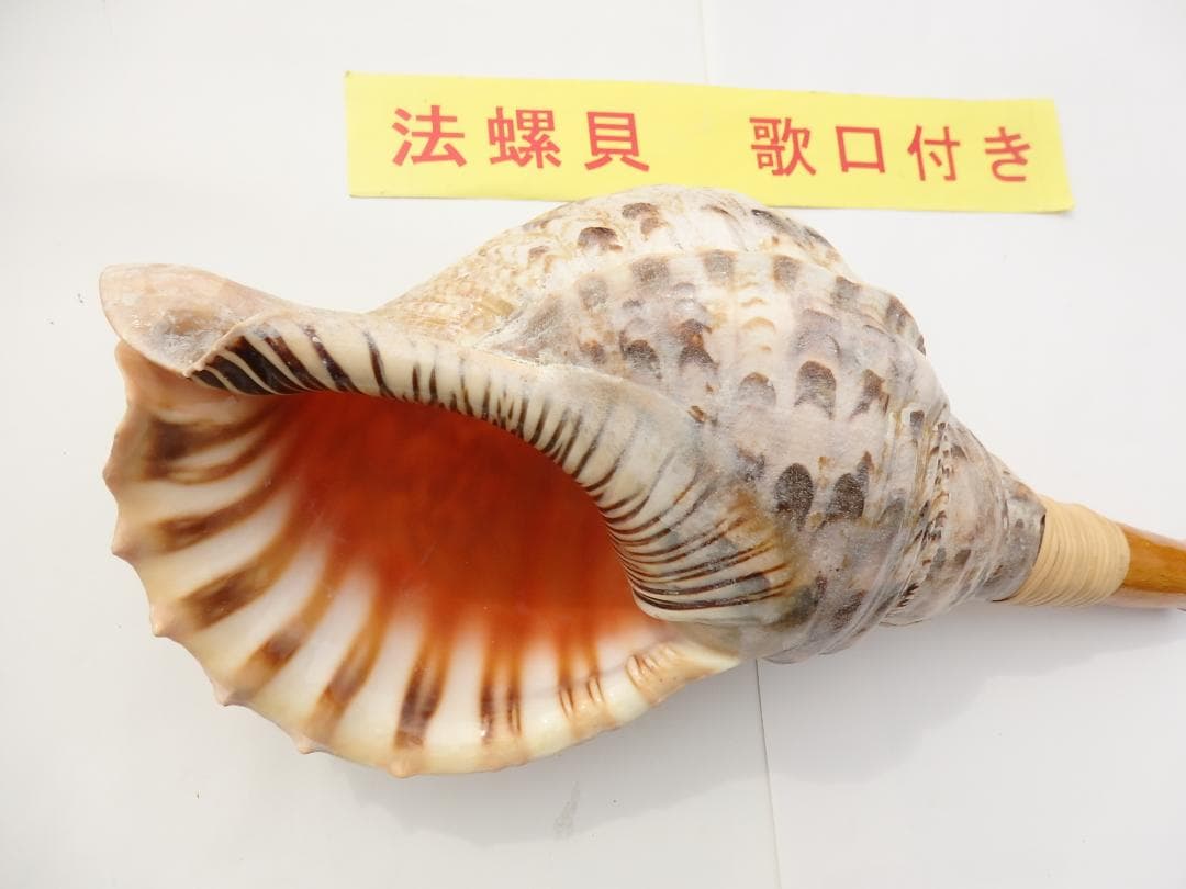 法螺貝 約37.5㎝ 木製歌口,新品 MH-452