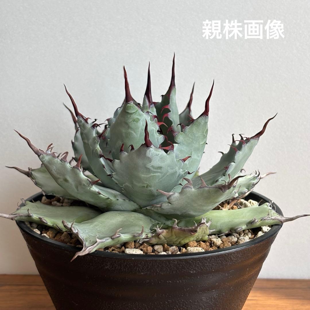 アガベ ハイブリッド 激怒之舞 No.51 コンテスト株 子株　Lize株