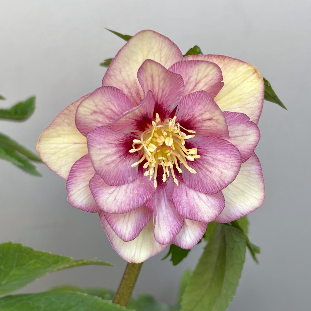 クリスマスローズ♡DDプリマヴェーラピンクゴールド♡加藤農園 - メルカリ