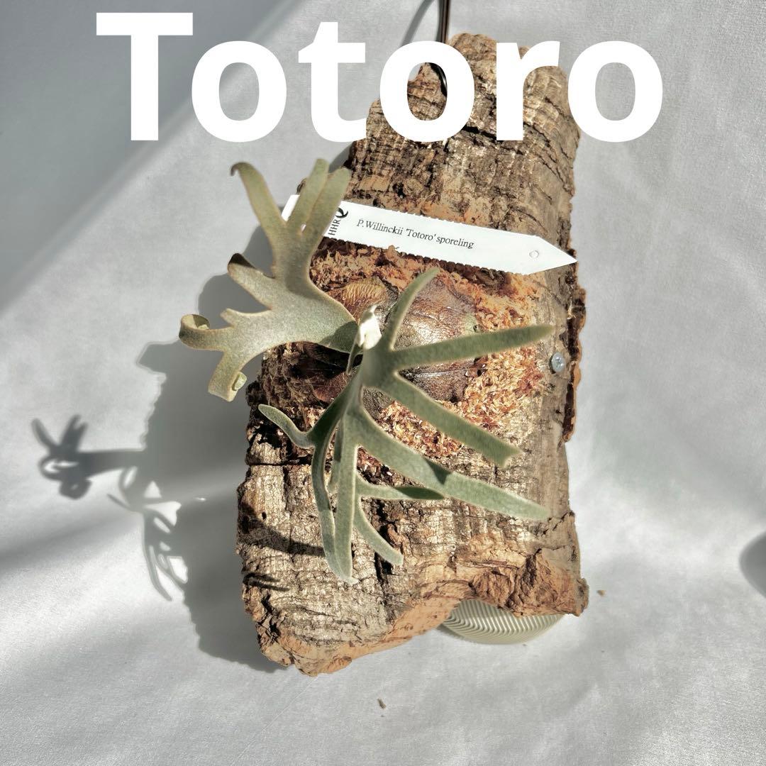 P.Yellow Moon Dwarf Totoro' （spore）【98】 - メルカリ