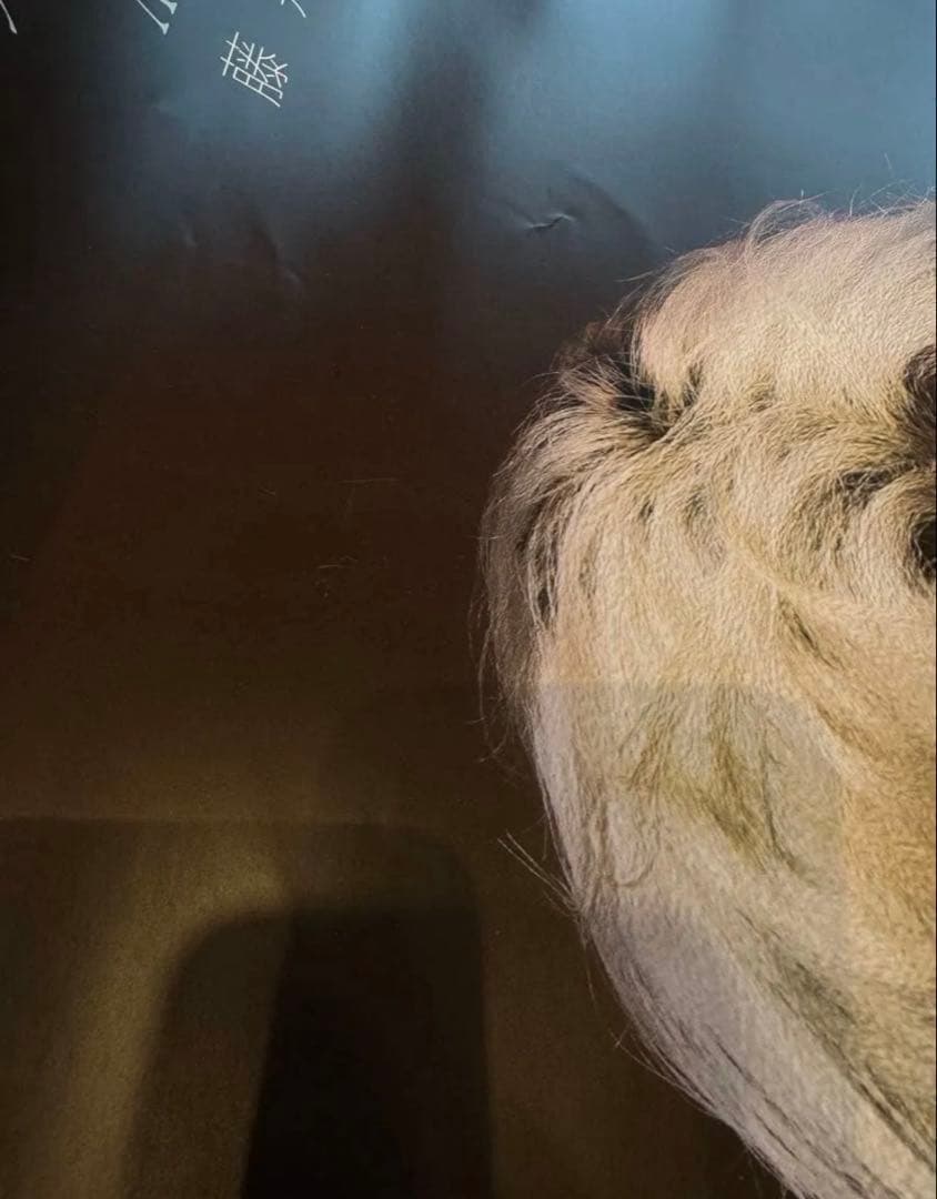 藤井風 ポスター 非売品 告知 匿名配送 - メルカリ