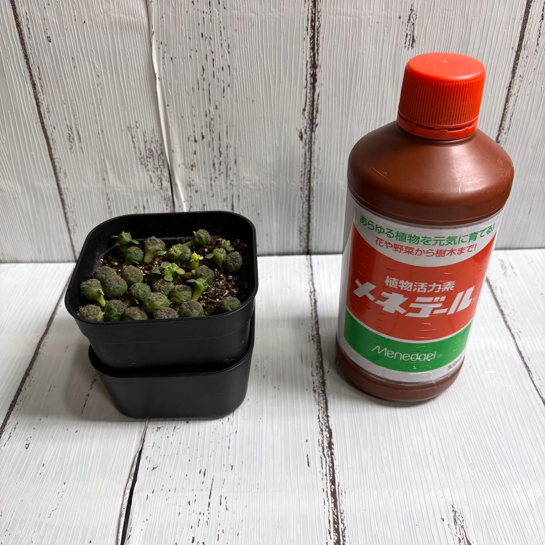 【全31株】実生　ユーフォルビア　オベサ　自家採取　親株写真有り