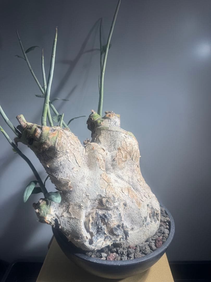 アデニア ペチュエリー 現地球 発根済 塊根植物 コーデックス