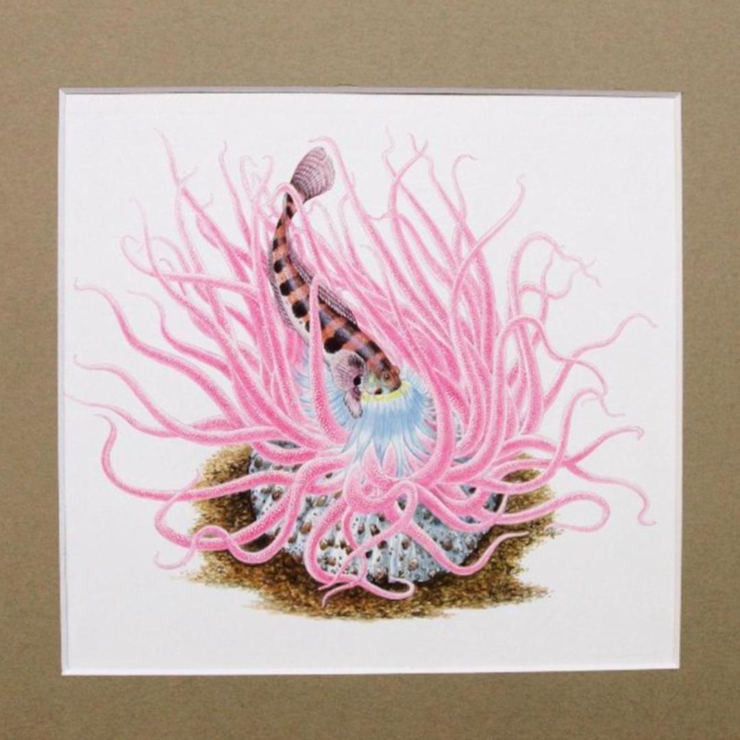 【絵画】ネイチャーアート「砂イソギンチャクとクラカケトラギス」原画