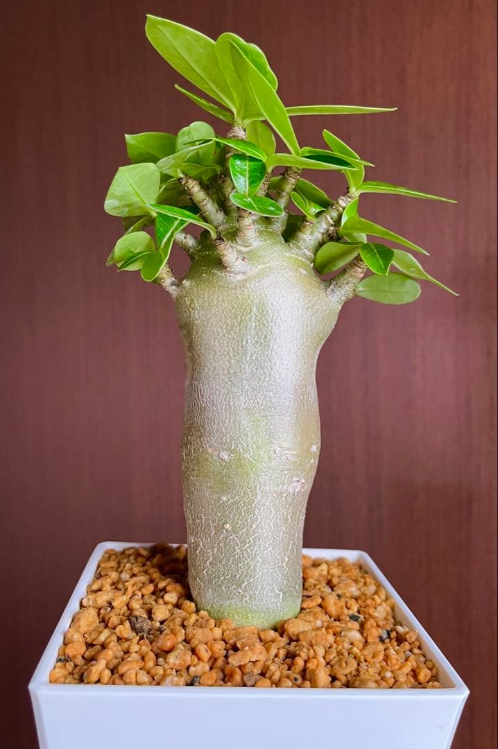 コロ助【激レア】アデニウム アラビカム ゴジ バオバブタイプ 鉢植え