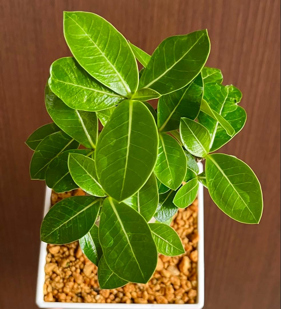 コロ助様 専用【激レア】アデニウム アラビカム ゴジ バオバ